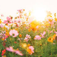 5 Natural Remedies to Relieve Allergies During Springtime