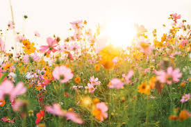 5 Natural Remedies to Relieve Allergies During Springtime